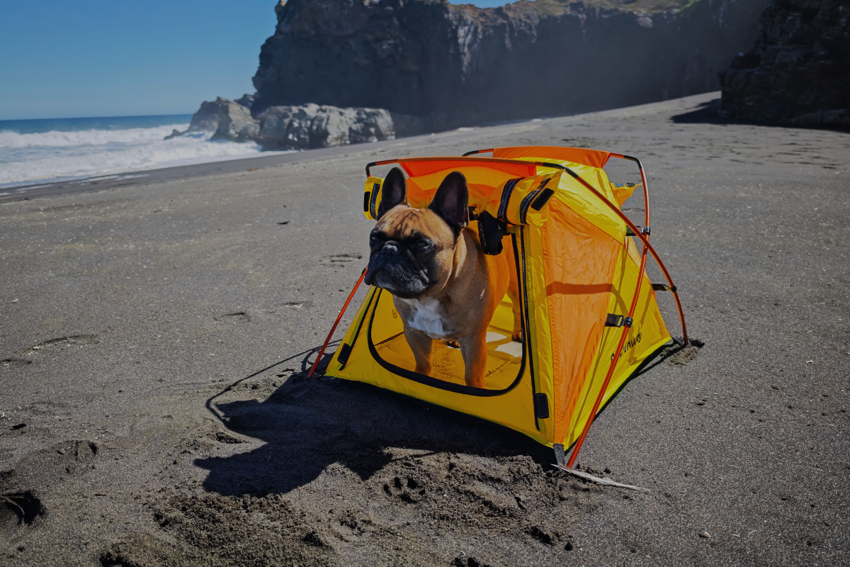 Pet Voyage Destinations Australia Dogs Cats Queensland Victoria New South Wales