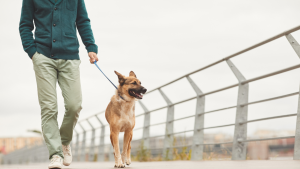 Pet Voyage Travelling with Pets Dogs Cats Brisbane Pet friendly parks accomodation